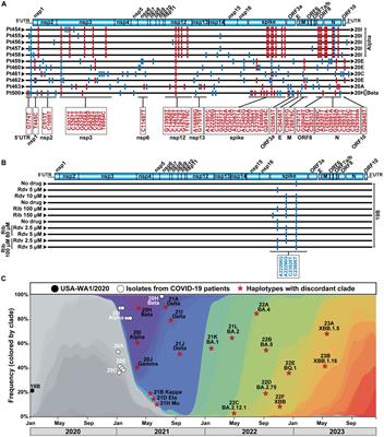 SARS-CoV-2 mutant spectra as variant of concern nurseries: endless variation?